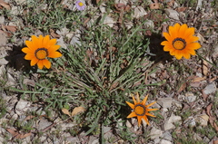 Gazania rigida