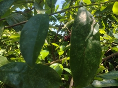 Mimoides ilus branchus