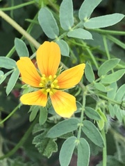 Kallstroemia parviflora