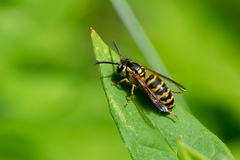 Vespula flavopilosa