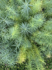 Amsonia hubrichtii