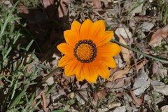 Gazania rigida