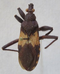 Microtomus luctuosus