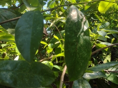 Mimoides ilus branchus