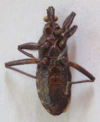 Microtomus luctuosus