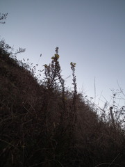 Linaria vulgaris