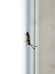 Diapriinae
