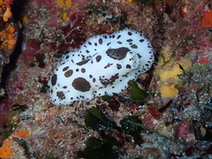 Peltodoris atromaculata