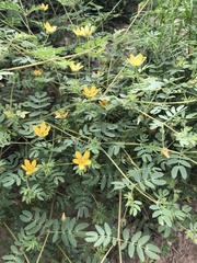 Kallstroemia parviflora