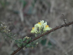 Linaria vulgaris