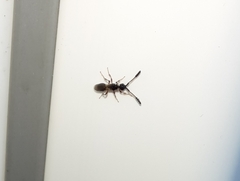 Diapriinae