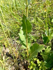 Crepis pannonica