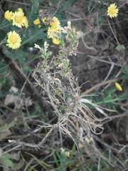 Linaria vulgaris