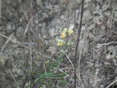 Linaria vulgaris