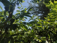 Mimoides ilus branchus