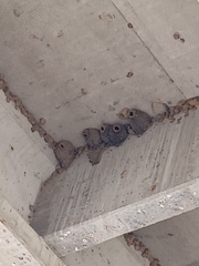 Petrochelidon pyrrhonota