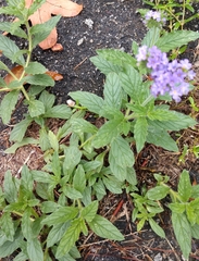 Heliotropium amplexicaule