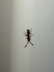 Diapriinae