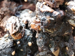 Aphaenogaster senilis