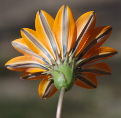 Gazania rigida