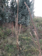 Verbascum ovalifolium