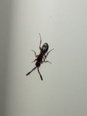 Diapriinae