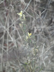 Linaria vulgaris