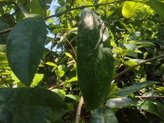 Mimoides ilus branchus