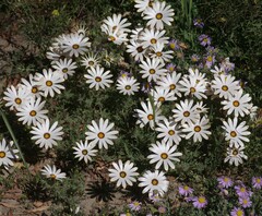 Dimorphotheca pinnata