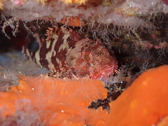 Scorpaena maderensis