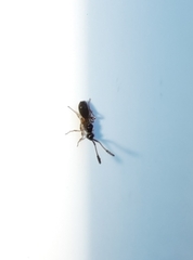 Diapriinae