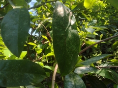 Mimoides ilus branchus