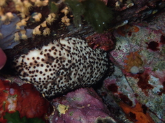 Holothuria sanctori