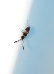 Diapriinae