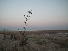 Lactuca indica