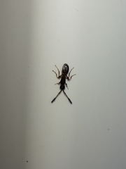 Diapriinae