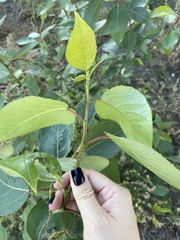 Populus