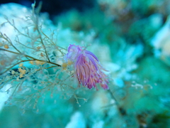 Flabellina affinis