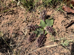 Ledebouria ovatifolia