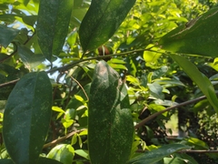 Mimoides ilus branchus