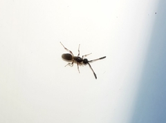 Diapriinae
