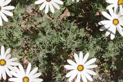 Dimorphotheca pinnata