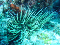 Anemonia viridis
