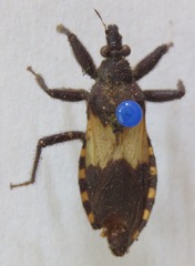 Microtomus luctuosus