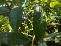 Mimoides ilus branchus