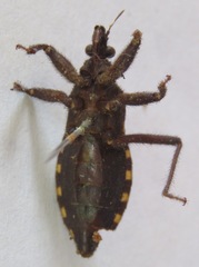 Microtomus luctuosus