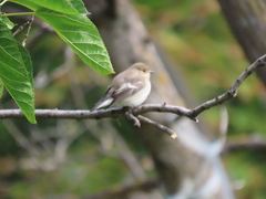 Ficedula hypoleuca