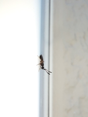 Diapriinae