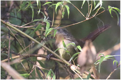 Elaphrornis palliseri