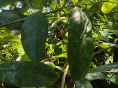 Mimoides ilus branchus